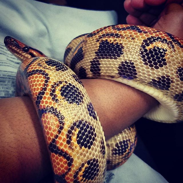 #BodiesOfWaterFilm snake auditions